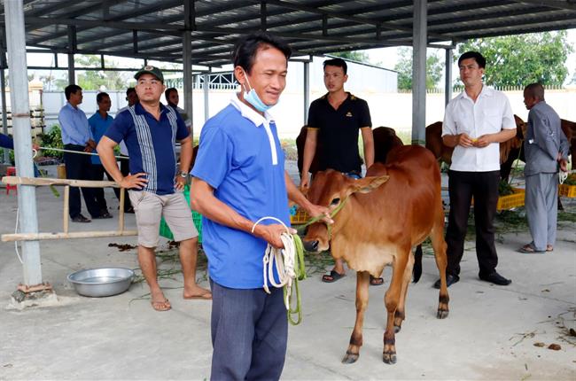 Vietcombank tặng 200 con bò giống cho hộ nghèo đồng bào dân tộc thiểu số Khmer 2 huyện Tri Tôn và Tịnh Biên, tỉnh An Giang